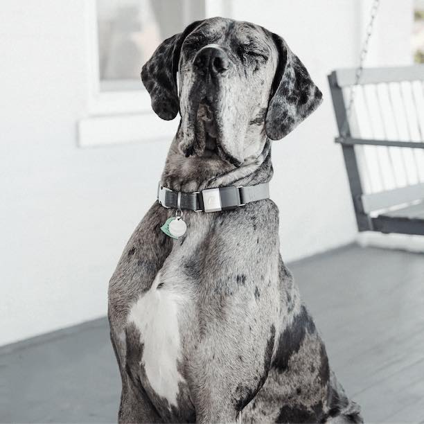 The Store  Fi Smart Dog Collar