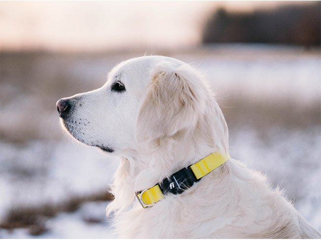 Lana  Fi Smart Dog Collar