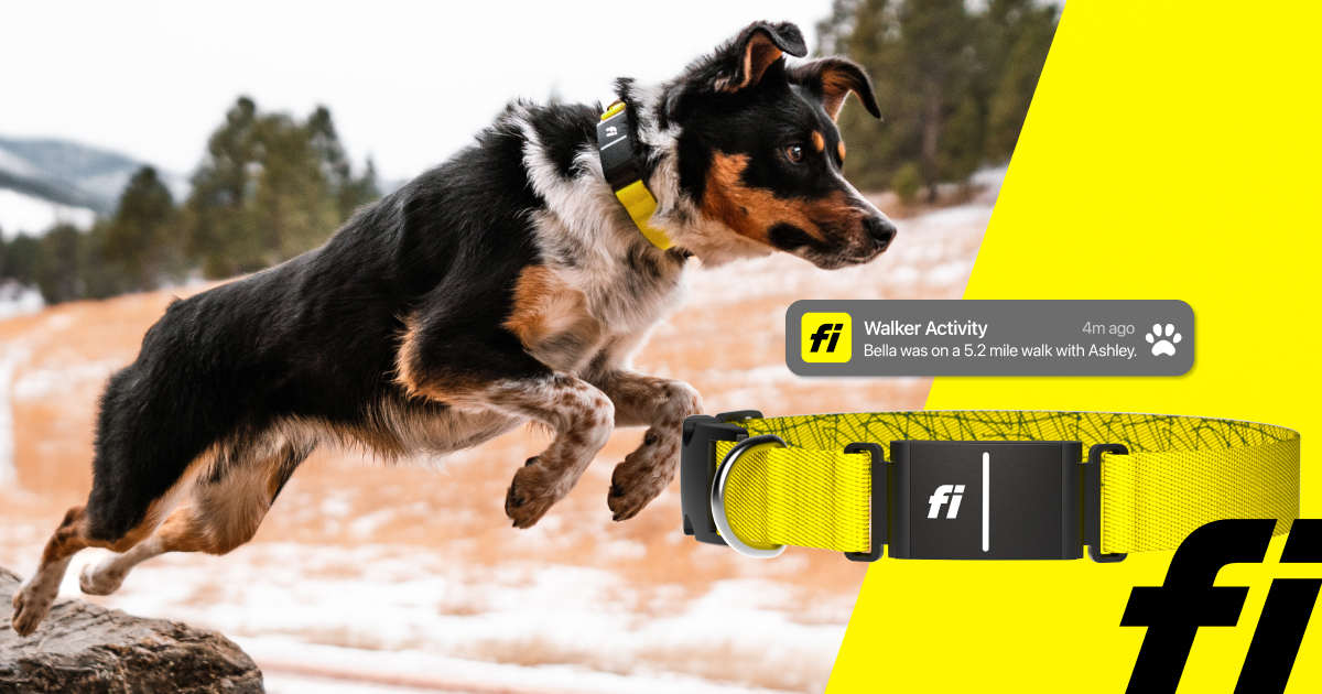 Fi Smart Dog Collar + 1-year Subscription