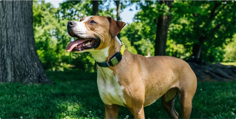 The Store | Fi Smart Dog Collar